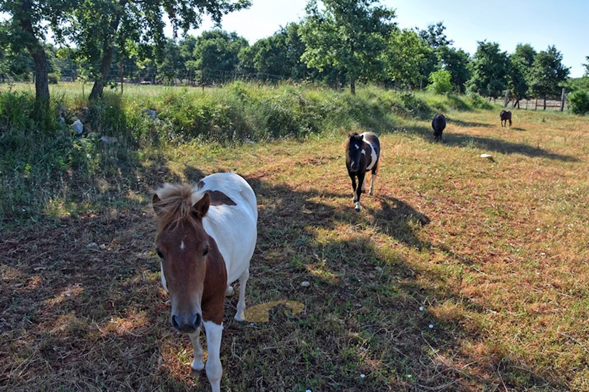 A large property of 48,034 m2 in the vicinity of Porec